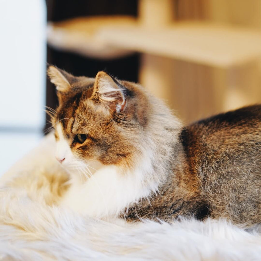 エコファーグレージュ