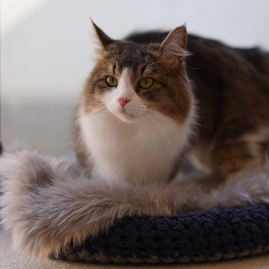 エコファーグレージュ