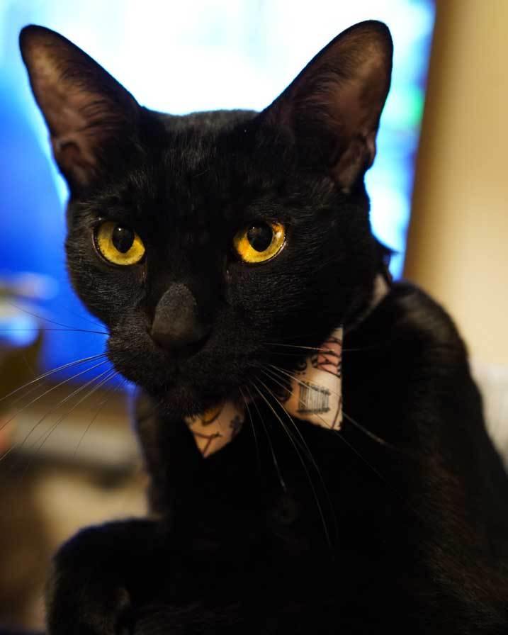 bas cat collar music