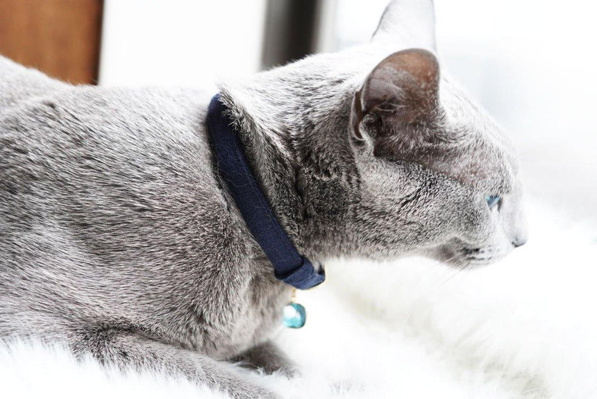 ジゼルがリネンの首輪を装着