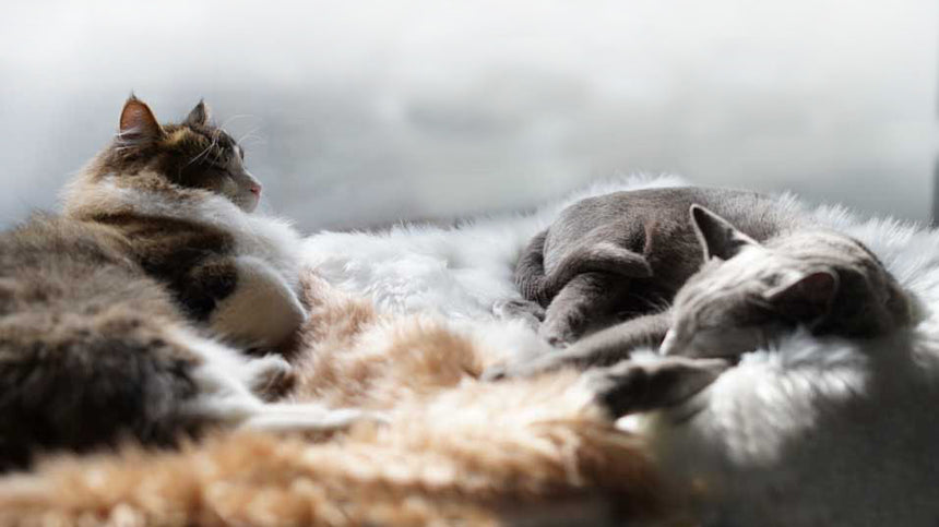 洗えるエコファー3色