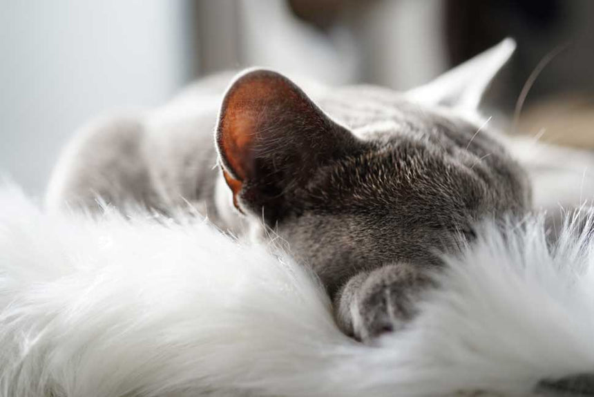 白いエコファーブランケット