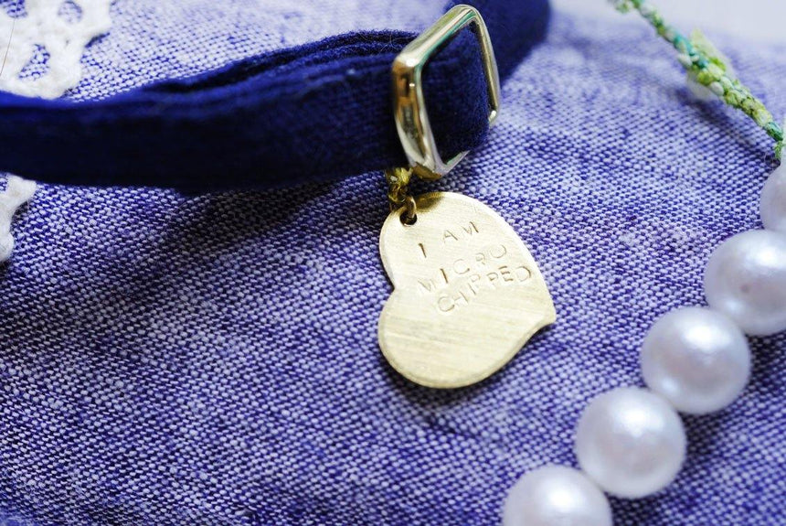 ゴールドハート。マイクロチップ装着済み