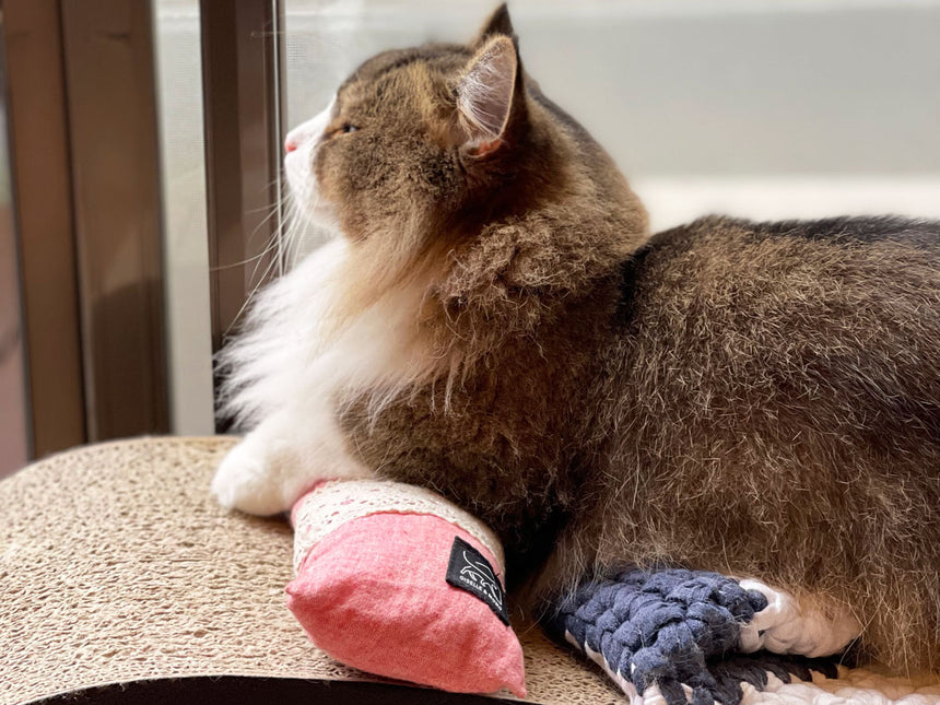 大きなケリケリ