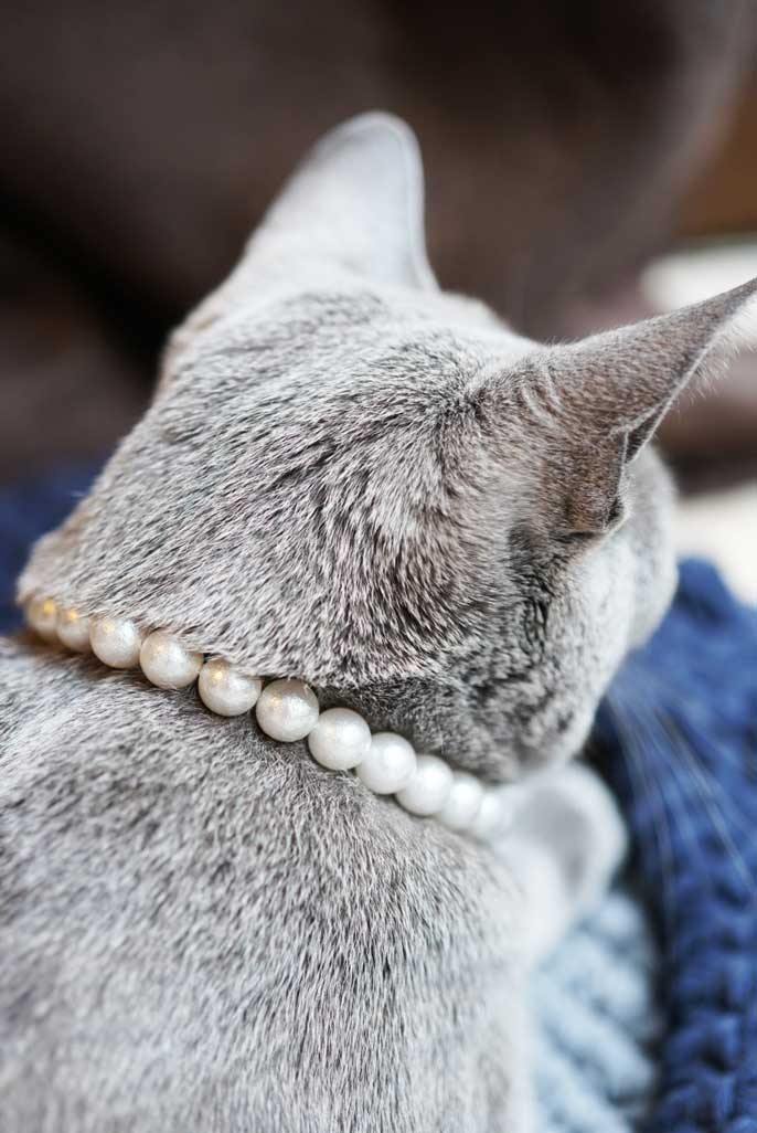 パール首輪装着写真