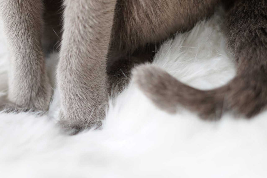 白いエコファーブランケット