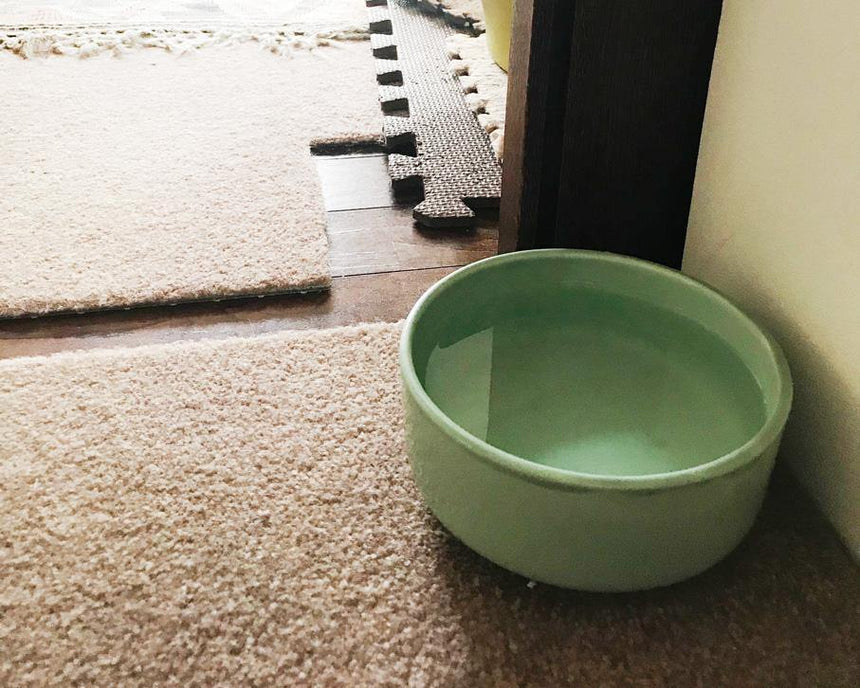 猫さん夏場の水飲み対策、水の置き場 - Giselle & Momo